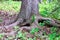 The twisted up roots at the base of a spruce tree