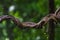 Twisted vine in the rainforest