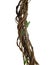 Twisted wild liana jungle vines plant growing on tree branch iso