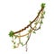 Twisted wild lianas branches banner. Jungle vine plants. Woody natural tropical rainforest