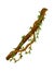 Twisted wild lianas branches banner. Jungle vine plants. Woody natural tropical rainforest, exotic botany