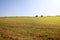 Twisted yellow haystack on agriculture field landscape, background.