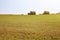 Twisted yellow haystack on agriculture field landscape, background.