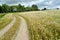 The twisting field road in the blossoming buckwheat field. Summer landscape