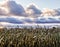 Twisting Roll Clouds Over Corn Stalks