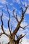 Twisting trees and blue sky