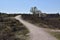 Twisty uphill hiking trail on the Renderklippen, Veluwe, The Netherlands