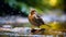 Twite bird bathing in the river