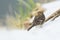 Twite Carduelis flavirostris bird closeup