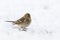 Twite Carduelis flavirostris bird closeup