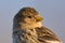 Twite Linaria flavirostris