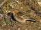 Twite Linaria flavirostris