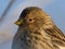 Twite Linaria flavirostris