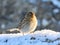 Twite Linaria flavirostris