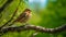 Twite is perched in a tree