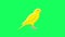 twitter canary chirping and singing greenscreen animation yellow bird chirping bird animation