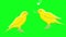 twitter canary chirping and singing greenscreen animation yellow bird chirping bird animation