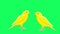 twitter canary chirping and singing greenscreen animation yellow bird chirping bird animation