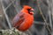 Twittering common or northern cardinal cardinalis