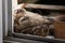 Two 14-day-old dove nestlings