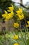 Two, 2 yellow Tulip in the flowerbed, flowers