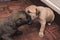 Two 3 week old puppies wrestle and play with each other.