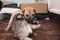 Two 3 week old puppies wrestle and play with each other in an enclosure made with cardboard boxes in the bedroom