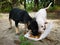 Two abandoned puppies eating from the styrofoam packed food