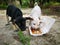 Two abandoned puppies eating from the styrofoam packed food