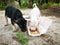 Two abandoned puppies eating from the styrofoam packed food