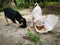 Two abandoned puppies eating from the styrofoam packed food