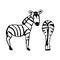 Two abstract Zebra