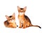 Two abyssinian kittens portrait