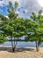 Two acacia trees on a sandy beach on the banks of the Dnieper River in Kiev.