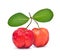 Two Acerola Cherries with leaves