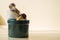 Two Achatina snails and cosmetics on the light background. Extreme close-up macro photography. Mollusks on the jars. Anti-aging