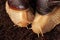 two Achatina snails crawl on the ground