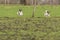 Two active Jack Russell Terriers running outside in the grass. The ears flap in the wind. Young and an older dog who are