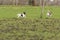 Two active Jack Russell Terriers running outside in the pasture. The ears flap in the wind. Young and older dog who are