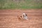 Two active playful little dogs chihuahua running on ground in pursuing