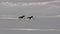 Two Adelie penguin gliding over the snow on his belly