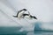 Two Adelie penguins take the plunge into the ocean from an Antarctic iceberg