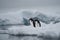 Two adelie penguins walking towards water