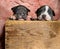 Two adorable American bully cubs curiously looking forward