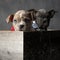 Two adorable american bully puppies wearing bowties