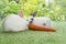 Two adorable baby rabbit bunny white, brown and gray eating fresh orange carrot white sitting together on green meadow over nature