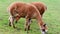 Two adorable brown llama grazes on a green meadow in autumn, winter, appetizingly chews grass in pasture, concept of animal