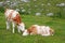 Two adorable calves hugging and snuggling