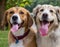 Two adorable cheerful happy dogs with their tongues out