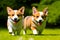 Two adorable Corgi dogs trotting along generated by ai